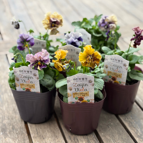 花パピエ zaijinビオラ パピエ 渋茶 エレガントでシックな装い その他素材 Comu