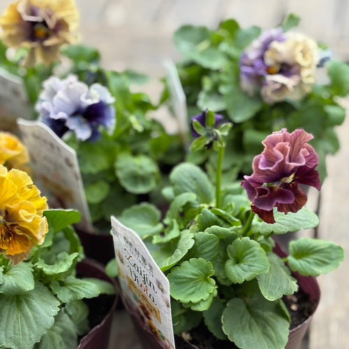 zaijinビオラ パピエ 渋茶 エレガントでシックな装い その他素材 Comu