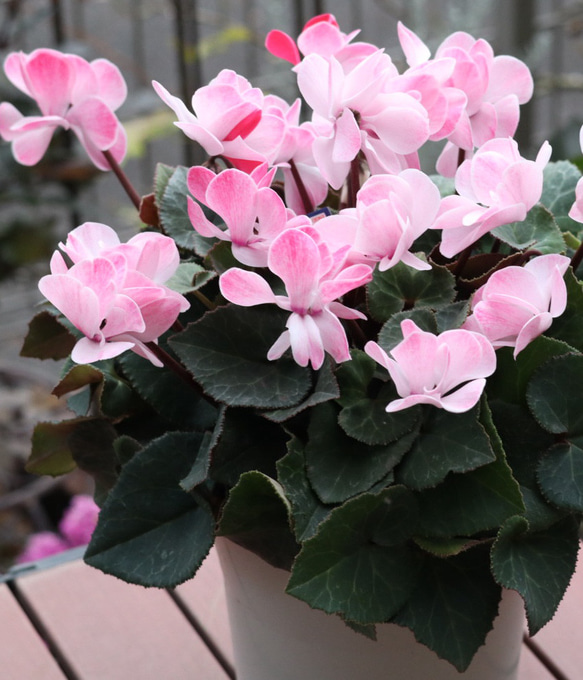 八重咲ミニシクラメン ウインク『シャワーレッド』 その他インテリア