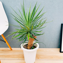 現品］特大！ フィロデンドロン セローム 幹上がり 8号 観葉植物 大型