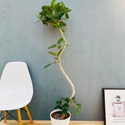 現品］13番 シマトネリコ 曲がり 8号 観葉植物 大型 屋外 ベランダ