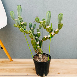 現品］【希少】2番 エピプレムヌム ピナツム セブブルー 8号 観葉植物