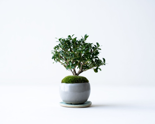 斑入りツゲ｜グレーのうつわ 盆栽 Sekibokka 通販 20142240｜Creema