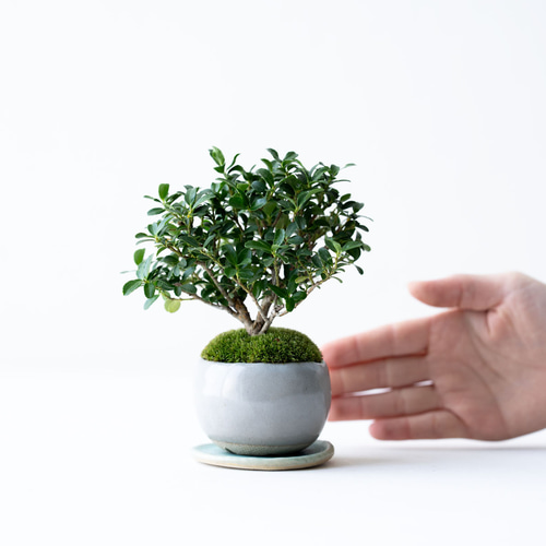 斑入りツゲ｜グレーのうつわ 盆栽 Sekibokka 通販 20142240｜Creema