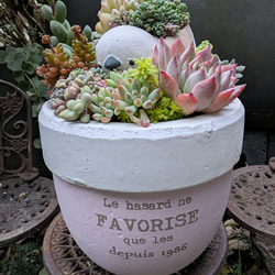 多肉植物寄せ植え 宝箱 贈り物 ご褒美 多肉植物 minolis 通販 19216571