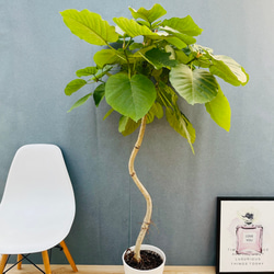 現品］R3 フィカス アルテシマ 曲がり 7号 観葉植物 室内 ゴムの木