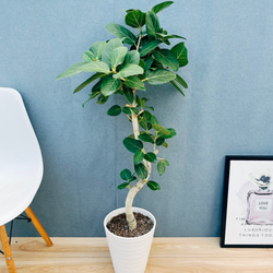 現品］☆人気☆ 16番 柱サボテン 鬼面角 ブランチ 8号 観葉植物 室内