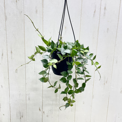 幹極太 オリーブの木 ルッカ SOUJU 8号 その他インテリア雑貨 PLANTS