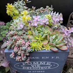 多肉植物寄せ植え 宝箱 贈り物 ご褒美 多肉植物 minolis 通販 19216571