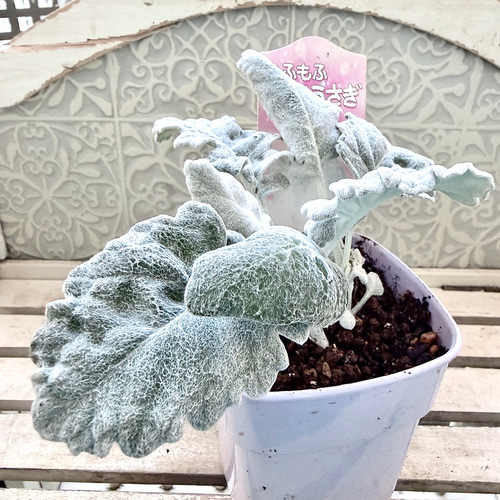 丸葉　シロタエギク　もふもふしろうさぎ　苗　株分け　シルバーリーフ　寄せ植え 丸葉 シロタエギク もふもふしろうさぎ 苗 株分け シルバーリーフ 早い
