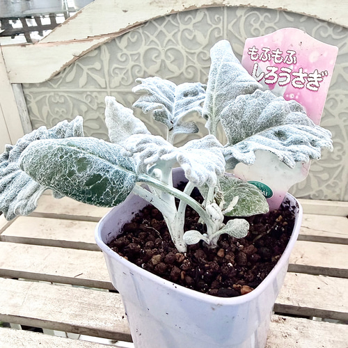 丸葉　シロタエギク　もふもふしろうさぎ　苗　株分け　シルバーリーフ　寄せ植え 丸葉 シロタエギク もふもふしろうさぎ 苗 株分け シルバーリーフ 早い