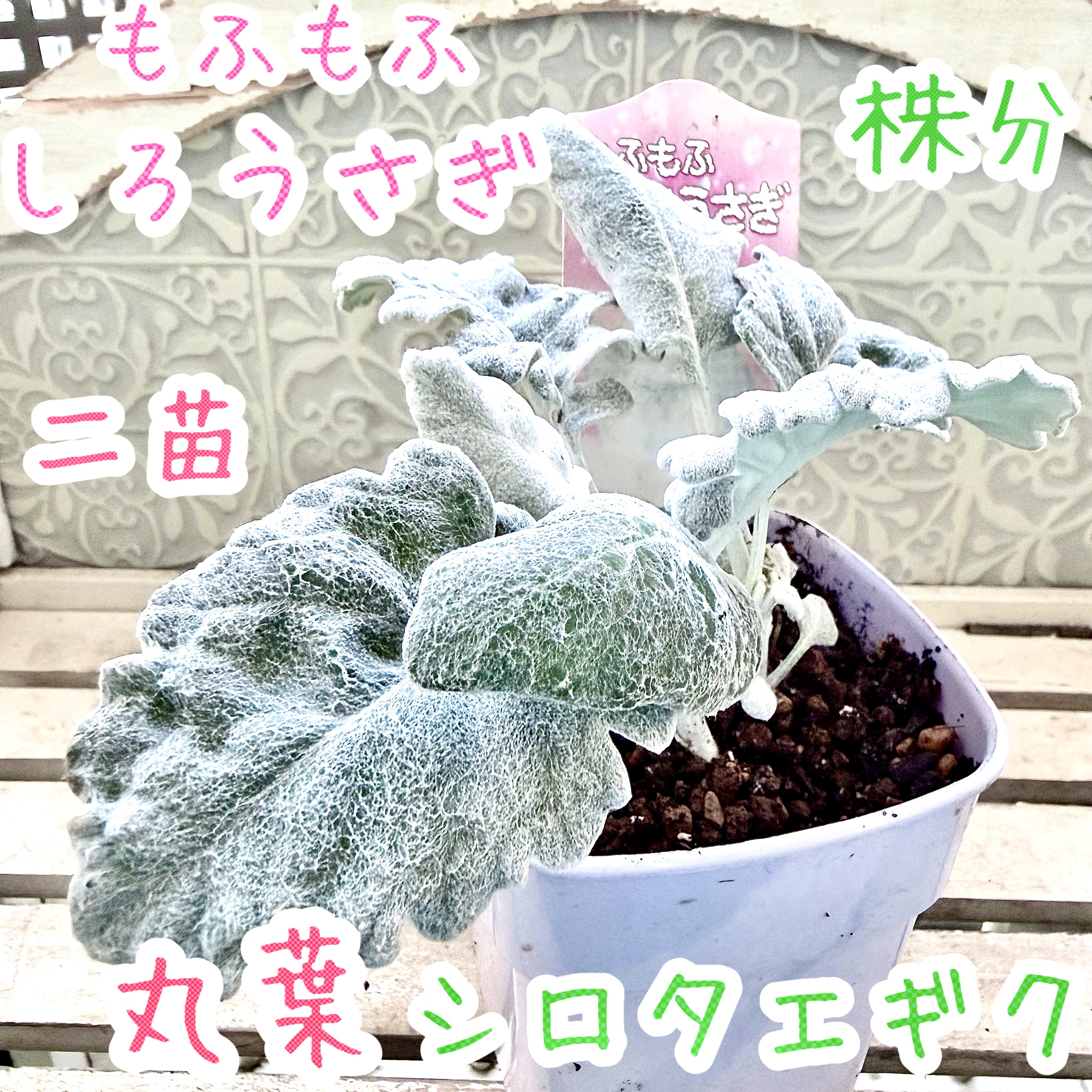 丸葉　シロタエギク　もふもふしろうさぎ　苗　株分け　シルバーリーフ　寄せ植え 丸葉　シロタエギク　もふもふしろうさぎ　苗　株分け　シルバーリーフ　寄せ植え