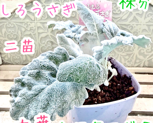 丸葉　シロタエギク　もふもふしろうさぎ　苗　株分け　シルバーリーフ　寄せ植え 7dd171e7c80977bd86b57d62b08923