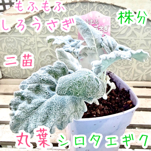 丸葉　シロタエギク　もふもふしろうさぎ　苗　株分け　シルバーリーフ　寄せ植え 丸葉 シロタエギク もふもふしろうさぎ 苗 株分け シルバーリーフ 早い