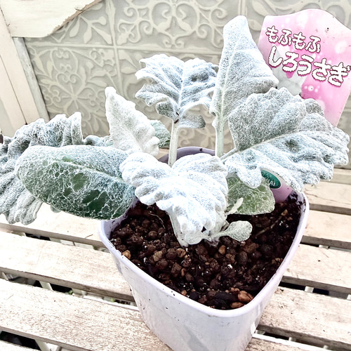 丸葉　シロタエギク　もふもふしろうさぎ　苗　株分け　シルバーリーフ　寄せ植え 丸葉 シロタエギク もふもふしろうさぎ 苗 株分け シルバーリーフ 早い