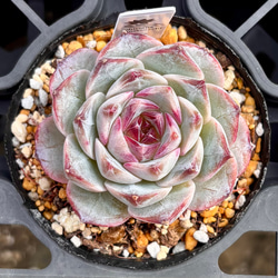 韓国苗セット➀ 13種類 多肉植物 その他素材 プクニク 通販 10967149