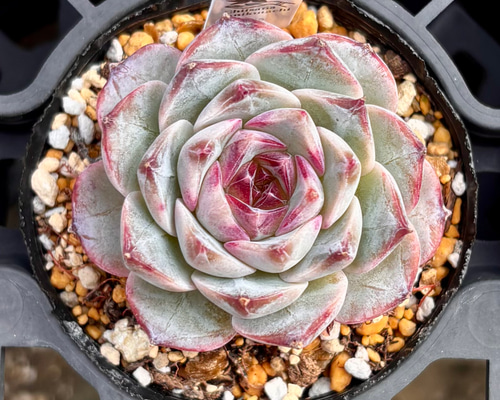 多肉植物　ピクシープラム　韓国苗 紫ザクロ エケベリア 韓国苗 多肉植物 多肉植物 プクニク 通販