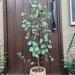 月桂樹 ローリエ 大きめ♪お洒落鉢植え 苗 シンボルツリー その他