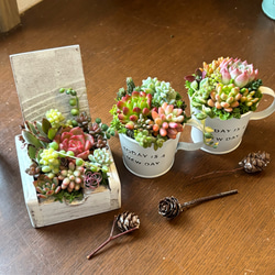 リメイク缶鉢の多肉植物寄せ植え そのまま飾れる クリスマス 多肉植物