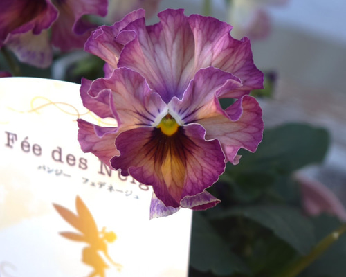 桂楓園さん】パンジー「フェデネージュ ルミエール」 花苗 花 苗