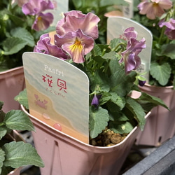 ジニア「プロフュージョン チェリーバイカラー」 ピンク 花苗 花 苗