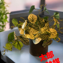 光触媒 人工観葉植物 ウォールグリーン フェイクグリーン ボールグラス