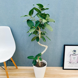 現品］4番 フィカス ベンガレンシス 曲がり 8号 観葉植物 室内 大型