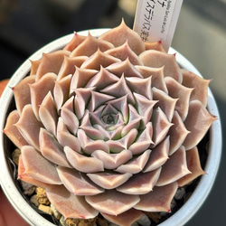 レア原種！【現品】 ☆ザラゴーサSPノバ 多肉植物 自家繁殖 国産 多肉