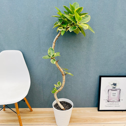 現品］【希少】2番 キンカン ソテツ 斑入り 9号 金環 蘇轍 観葉植物