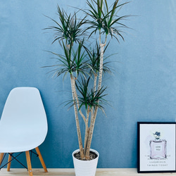 現品］【希少】55番 アガベ アテナータ ボーチンブルー 8号 観葉植物