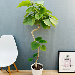 現品］【希少】8番 アロエ ラモシシマ 7号 観葉植物 レア プラスチック