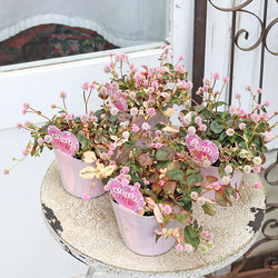 花苗 イングリッシュラベンダー セリーヌ 3.5号 多年草 ハーブ