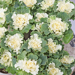 花苗 ラナンキュラス ラックス エウロペ 5号ポット その他インテリア