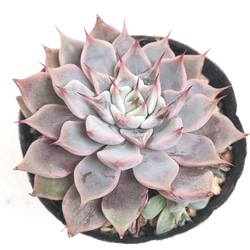 ♥️01 札落ち エケベリアsp／多肉植物 送料無料】札落ち【エケベリア 多肉植物】 多肉植物 エケベリアSKETCH