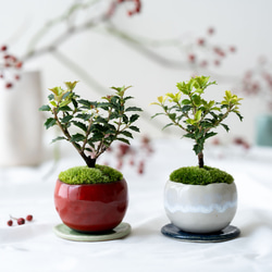 現品］【珍しい】22番 スキスマトグロッティス スコルテクニー 7号