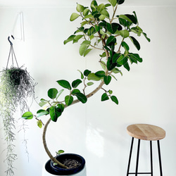 Premium Plants】エバーフレッシュ ネムノキ 観葉植物 大型 c その他