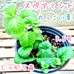 八重咲きローマン　苗　ダブルフラワーカモミール　3.5号　カモミール　ハーブ 八重咲きローマン 苗 ダブルフラワーカモミール 3.5号 カモミール