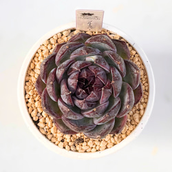 寄せ植え26種☆多肉植物☆ その他素材 プクニク 通販 956728｜Creema