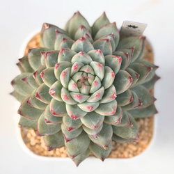 メデューサ錦 アエオニウム 韓国苗 多肉植物 多肉植物 プクニク 通販