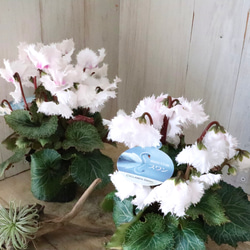 希少♡斑入り♡エバーフレッシュ♡ネムの木♡観葉植物♡インテリア