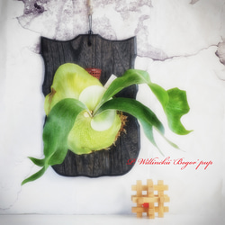 スパーバム (グランデ)⭕2号苗⭕速達＊送料無料❣️ビカクシダ