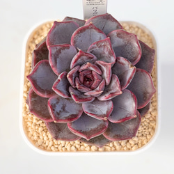 アイスハート エケベリア カット苗 韓国苗 多肉植物 多肉植物 プクニク