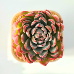 多肉植物 韓国苗 のおすすめ人気通販 検索結果｜Creema(クリーマ