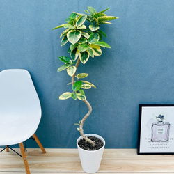 現品］【珍しい】10番 奄美姫ソテツ 盆栽造り 約7号 蘇轍 観葉植物