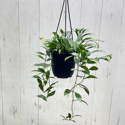 光触媒 人工観葉植物 ウォールグリーン フェイクグリーン ウンベラータ