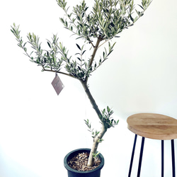 【一点限定】ドラセナ ヴィクトリア Lサイズ 透き通るような美しさ 観葉植物 一点限定】ドラセナ ヴィクトリア Lサイズ 透き通るような美しさ 観葉