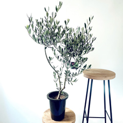 一点限定】ドラセナ ヴィクトリア Lサイズ 透き通るような美しさ 観葉