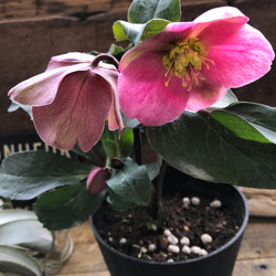 キャラメルマーブルバリエガータ♡希少♡フィロデンドロン♡観葉植物