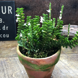 ライムライト♡スタンド仕立て♡ウエストリンギア♡ガーデニング ハー