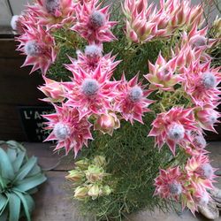 レッドベリー♡希少品種♡多肉植物♡セダム♡もりもり アートフラワー